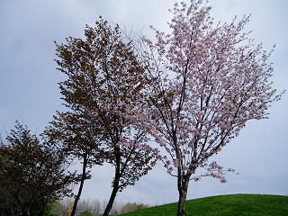 2008年4月27日桜