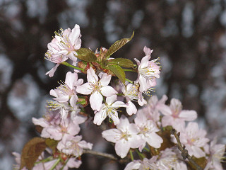 2009年5月3日桜