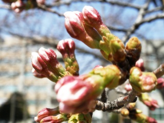 2011年4月13日桜