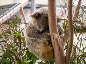WILD LIFE Sydney Zooのコアラ
