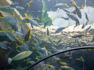 SEA LIFE Sydney Aquariumの魚たち