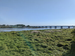 酒匂橋から見た西湘バイパスと酒匂川